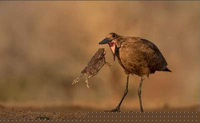 知乎好物推荐项目进阶升级篇 知乎带货操作流程其实很简单-ww